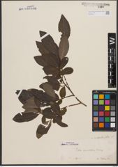 Foto von Salix appendiculata Vill.